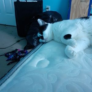 Meet your Posher, Annalyssa